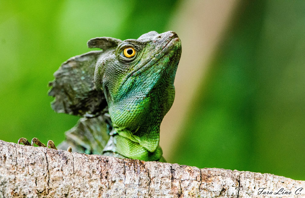 Basilisco, Costa Rica