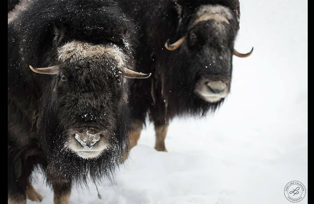 Bisontes, Finlandia