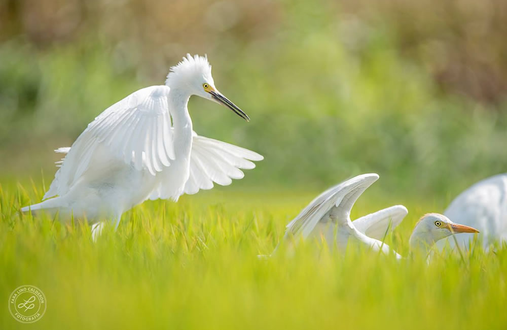 Garzas Blancas, Chiclayo, Perú