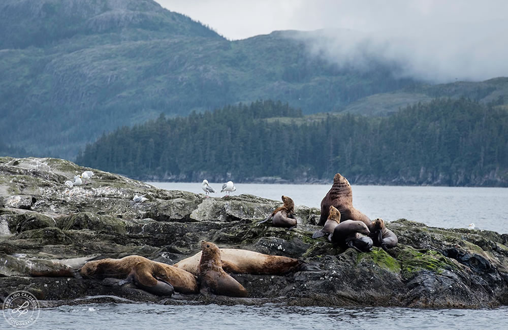 Lobos Marinos, Alaska, EUA