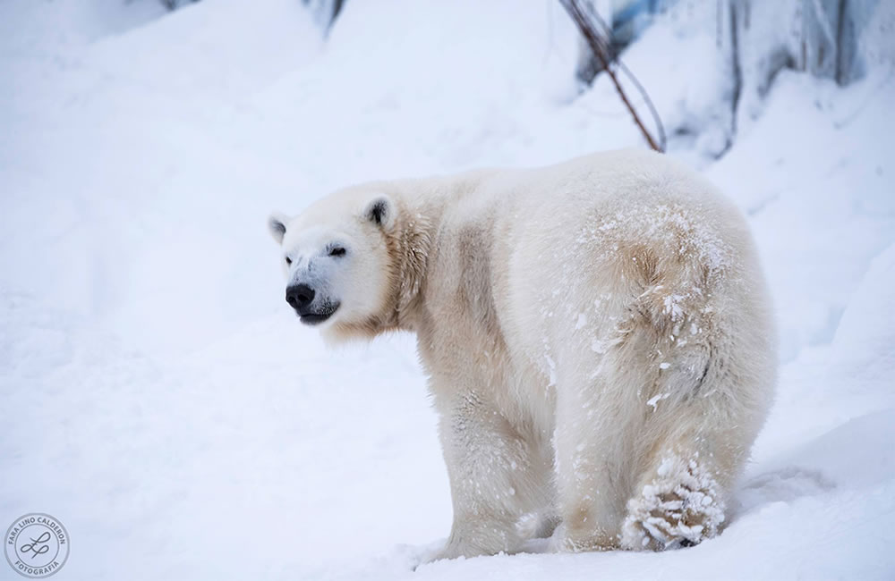 Oso Polar, Noruega